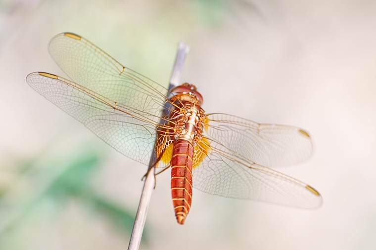 C. erythraea